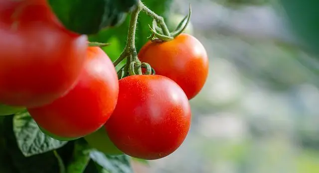 are roma tomatoes determinate or indeterminate image