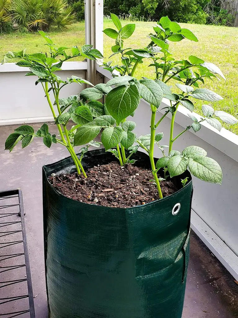 ANPHSIN Grow Bags Best Potato grow bags 1
