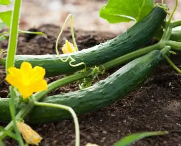 Can-You-Plant-Tomatoes-and-Cucumbers-Together