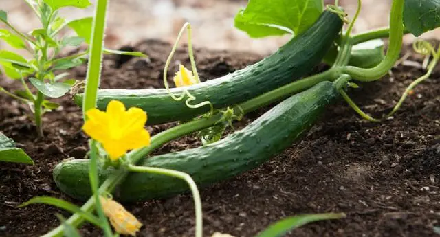 Can-You-Plant-Tomatoes-and-Cucumbers-Together