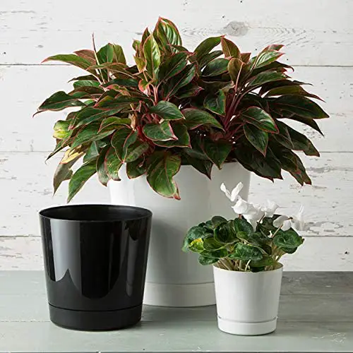 Best Plant Pot for Tomatoes image main 1