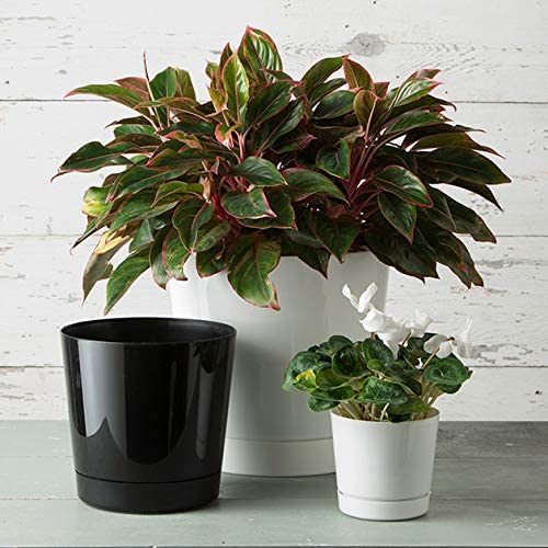 Best Plant Pot for Tomatoes image main 1