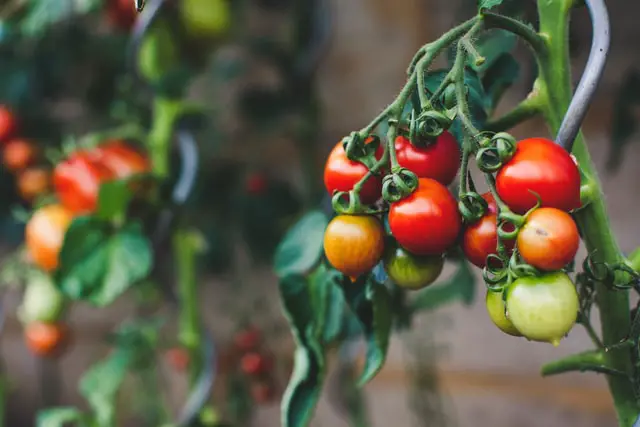 What Not to Plant with Tomatoes 2
