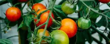 What Not to Plant with Tomatoes: img