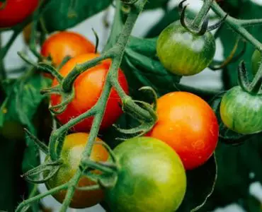 What Not to Plant with Tomatoes: img