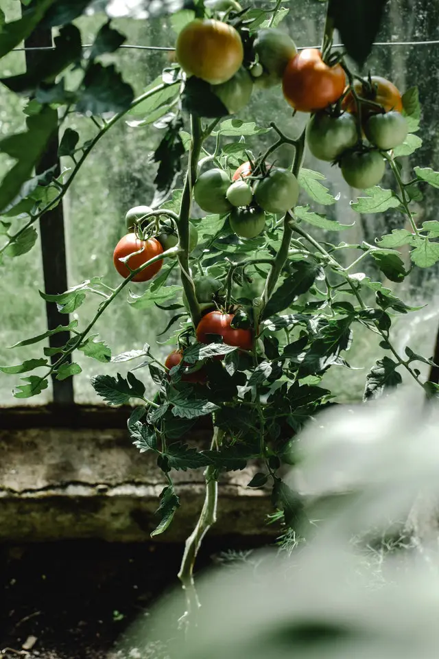 Beefsteak Tomatoes Yield Per Plant 2