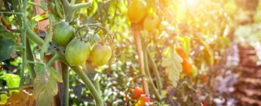 Beefsteak Tomatoes Yield Per Plant
