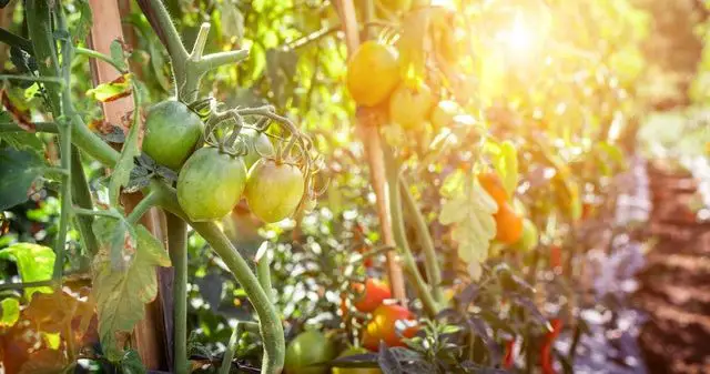 Beefsteak Tomatoes Yield Per Plant