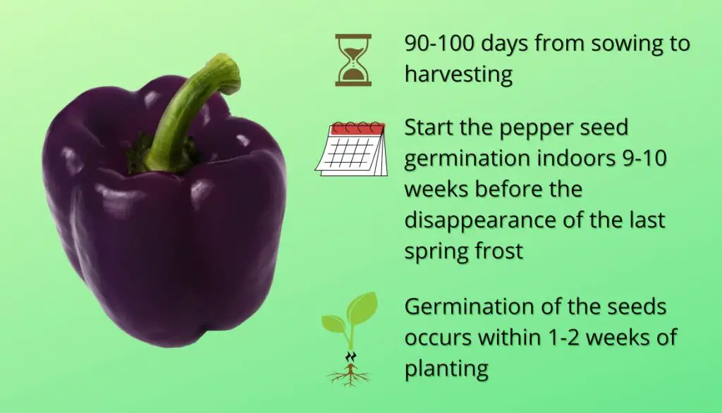 How Long Does It Take for Purple Bell Peppers to Grow from a Seed?