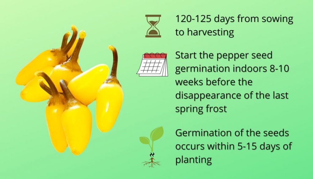 How Long Does It Take to Grow Banana Peppers from Seed?