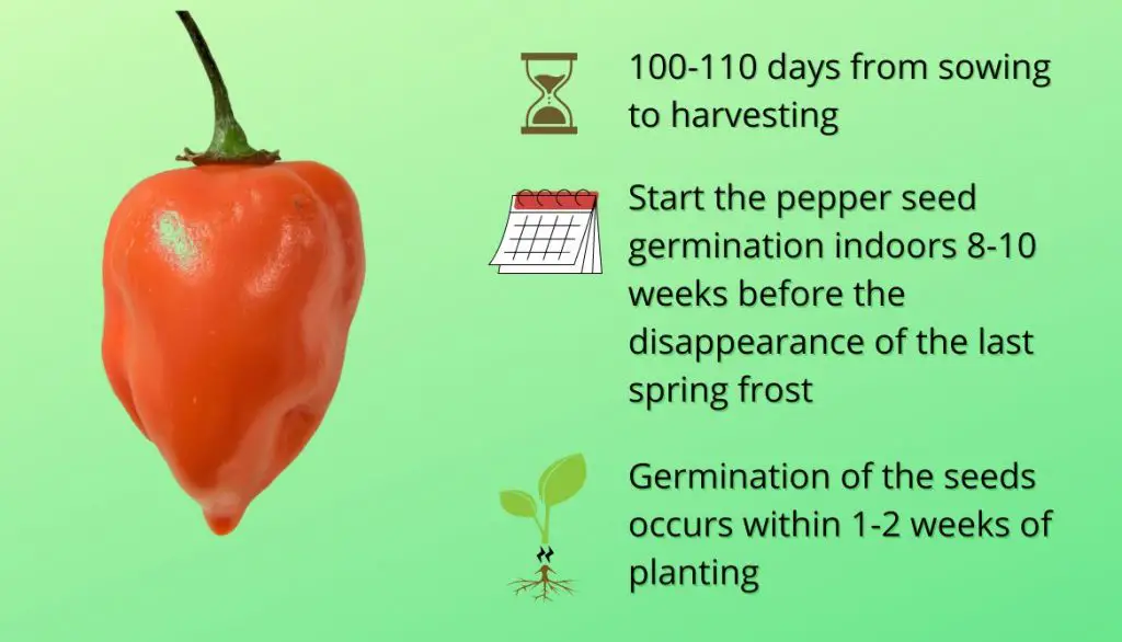 How Long Does It Take to Grow Habanero Peppers from Seed?