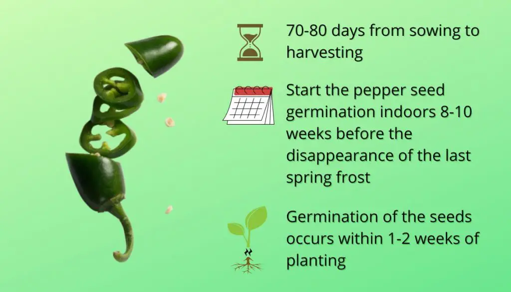 How Long Does It Take to Grow Jalapeno Peppers from Seed?