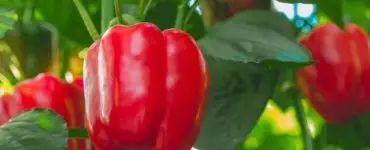 How Long Does It Take to Grow Peppers from Seed