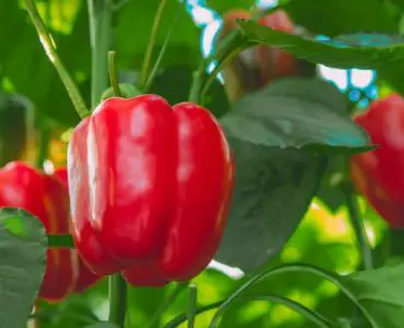 How Long Does It Take to Grow Peppers from Seed