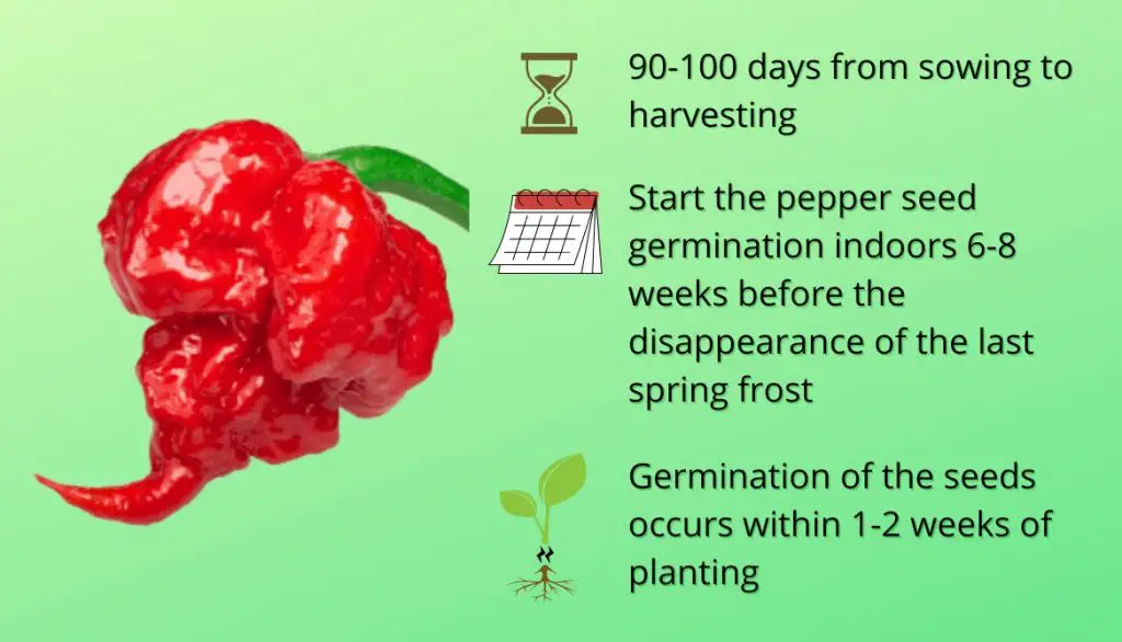 How Long Does It Take to Grow Reaper Peppers from Seed?