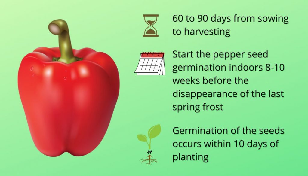 How Long Does It Take to Grow Sweet Peppers from Seed?