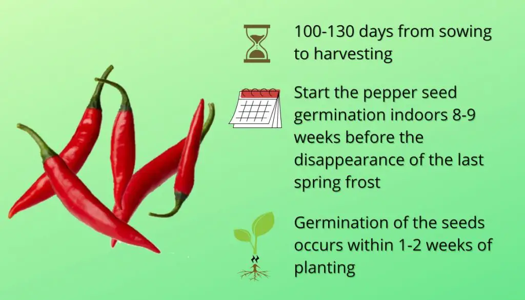 How Long Does It Take to Grow Thai Peppers from Seed?