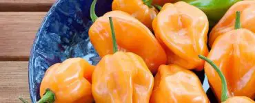 How to Grow Habanero Peppers