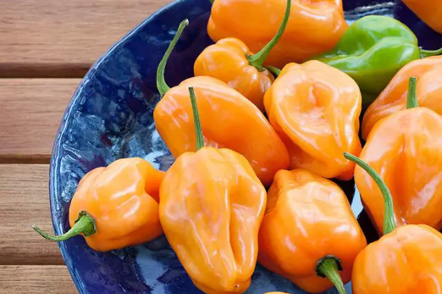 How to Grow Habanero Peppers
