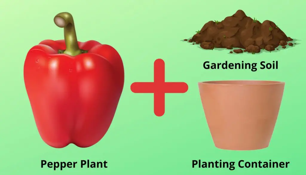 Can You Grow Bell Peppers from Store-Bought Peppers?Materials