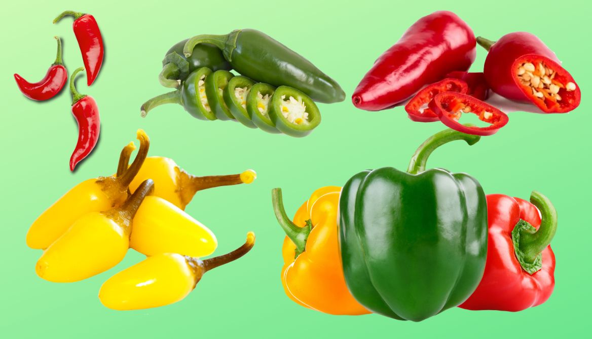 How To Grow Peppers From Fresh Seeds? 9 Easy Steps To Do This