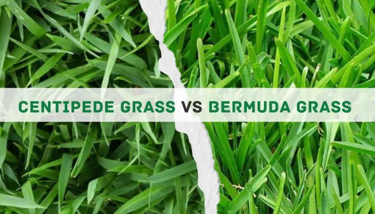 Centipide grass vs bermuda grass