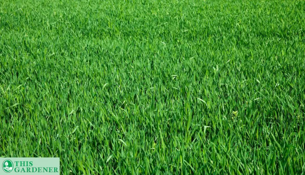 Centipide grass