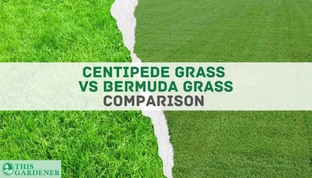 Centipide grass vs bermuda grass comparison