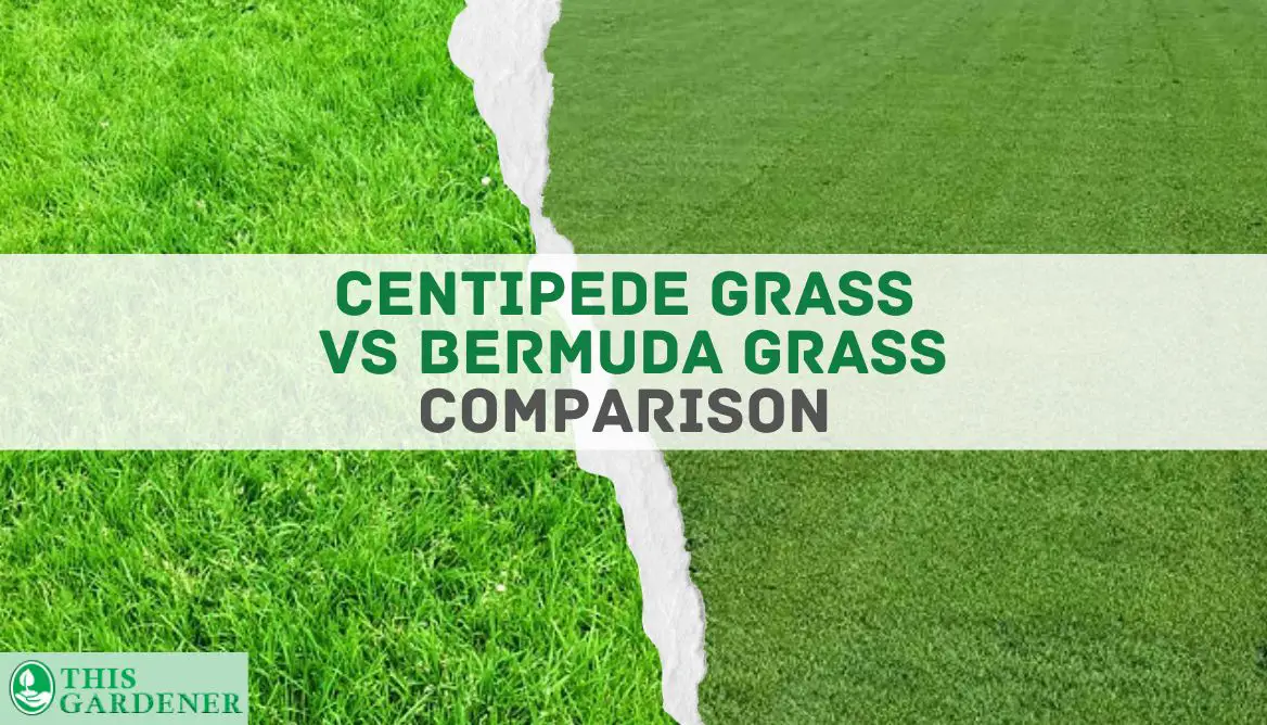 centipede-grass-vs-bermuda-grass-10-differences