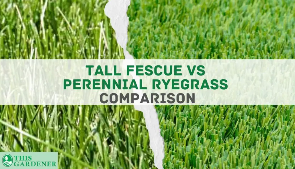 Comparing Tall fescue vs Perennial Ryegrass