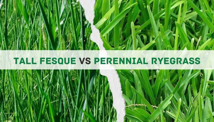 Tall Fescue vs Perennial Ryegrass