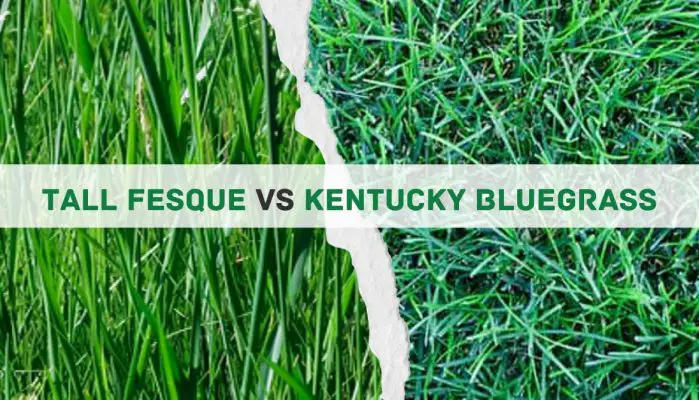 Kentucky Bluegrass Vs Tall Fescue: 5 Main Differences, Pros & Cons