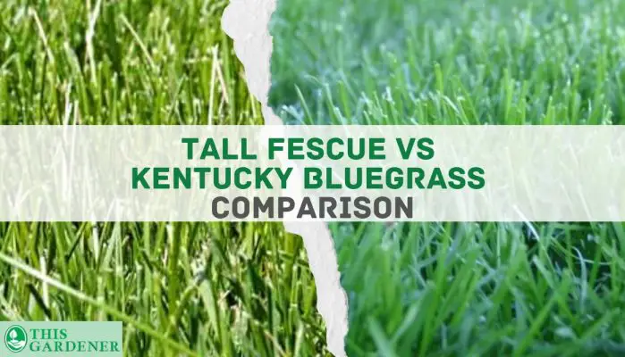 Kentucky Bluegrass Vs Tall Fescue 5 Main Differences Pros And Cons 5878