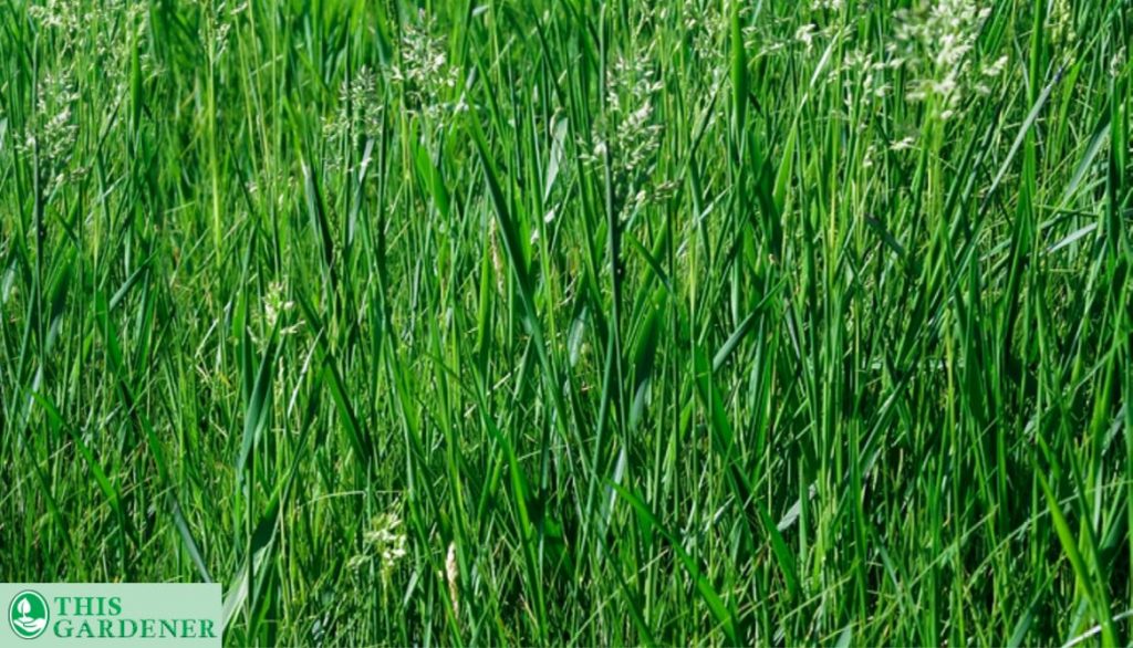 What-is-Tall-Fescue. Fescue vs Bermuda grass