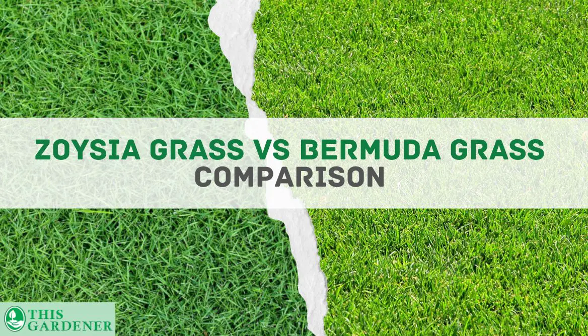 Zoysia Grass Vs Bermuda: Key Differences And The Winner!