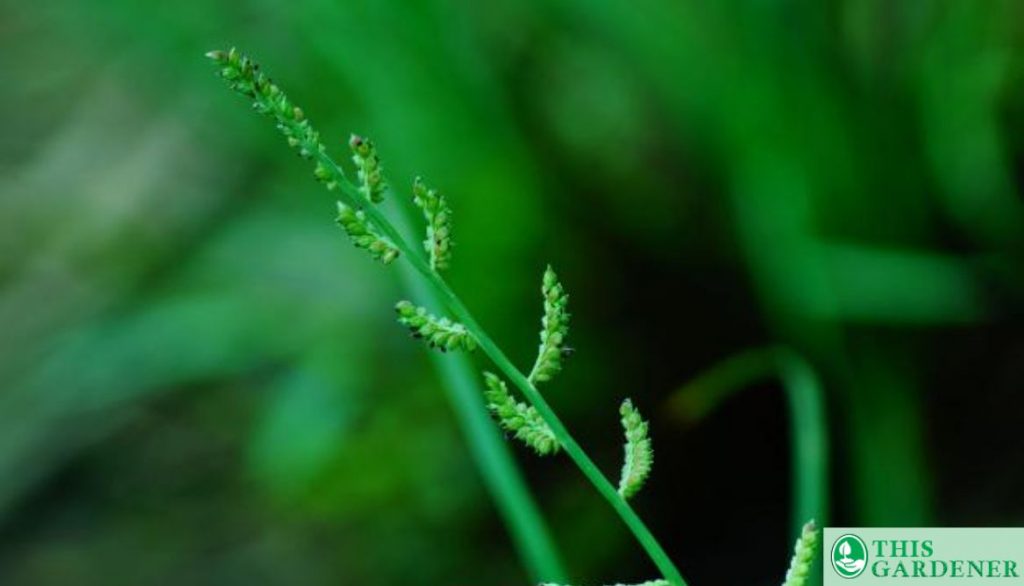 Barnyard Grass or Junglerice