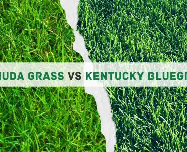 Bermuda-grass-vs-Kentucky-bluegrass