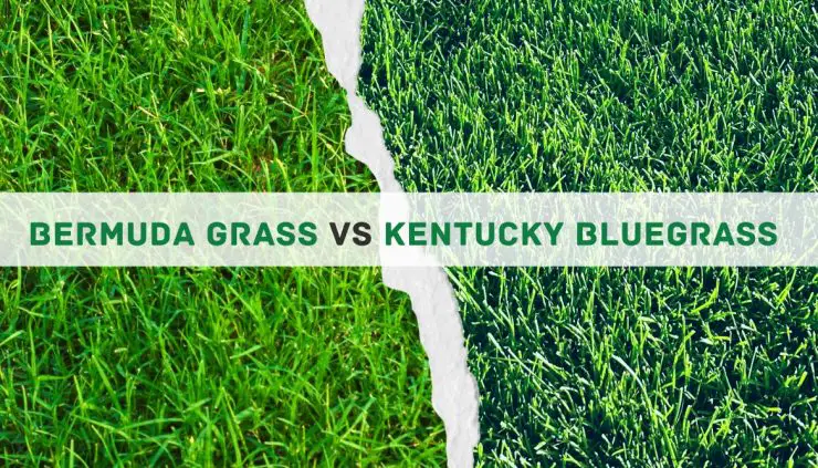 Bermuda-grass-vs-Kentucky-bluegrass