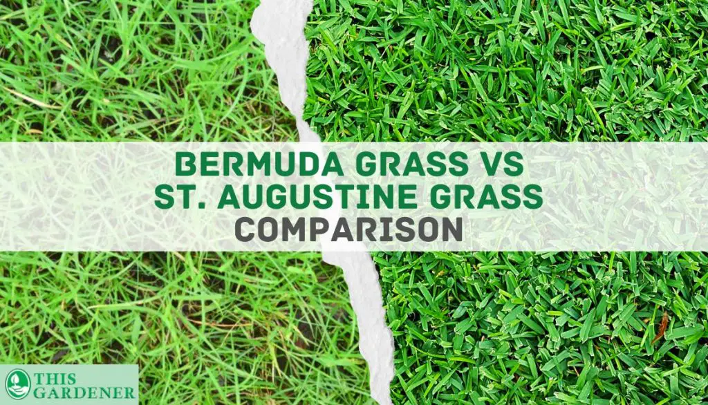 Comparing  Bermuda vs St Augustine