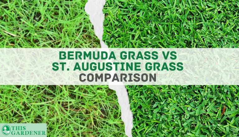 Bermuda Vs St Augustine Grass: 10 Differences