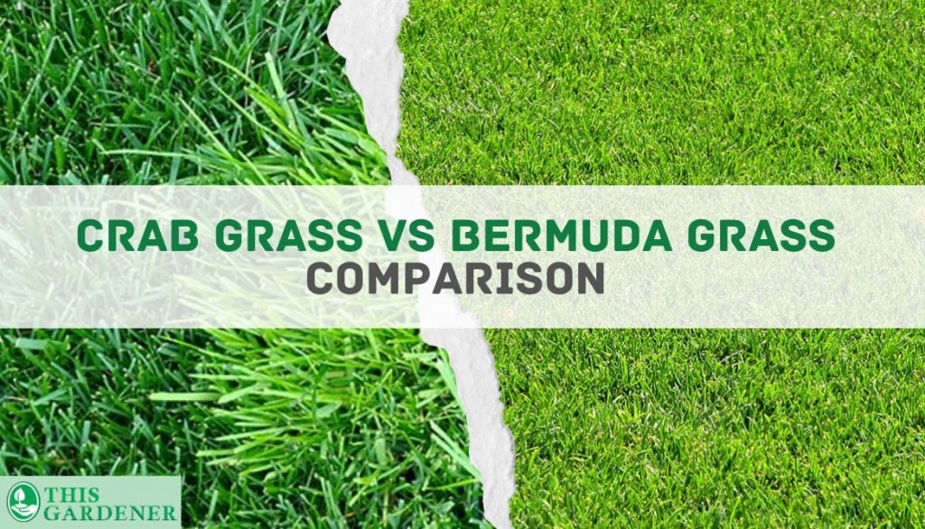 Comparing Crab Grass vs Bermuda