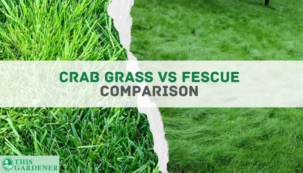 Comparing  Crabgrass vs Fescue grass