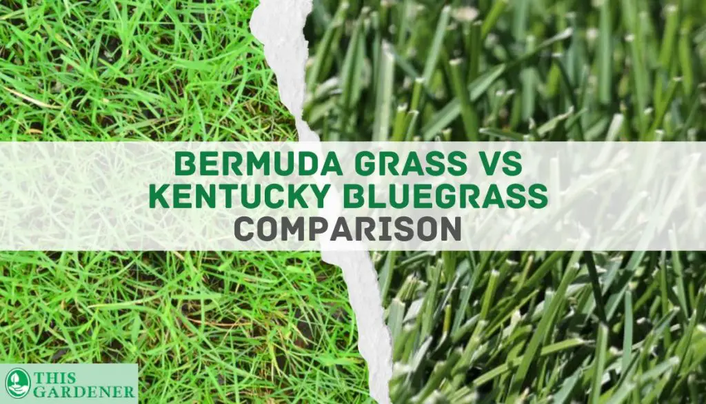 Comparing Bermuda grass vs kentucky bluegrass