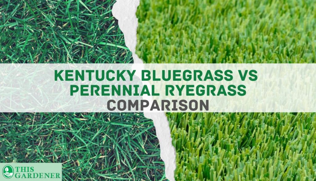 Comparing Kentucky bluegrass vs Perennial ryegrass