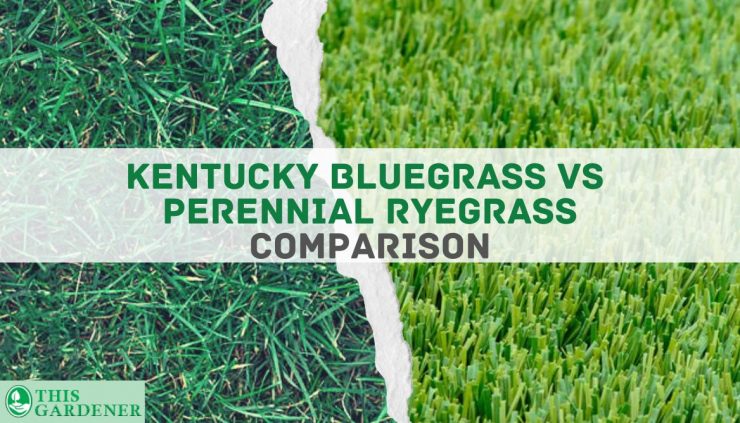 Kentucky Bluegrass Vs Perennial Ryegrass: 10 Differences
