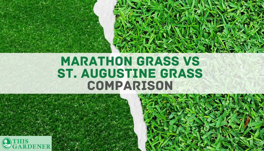 Comparing Marathon vs St Augustine