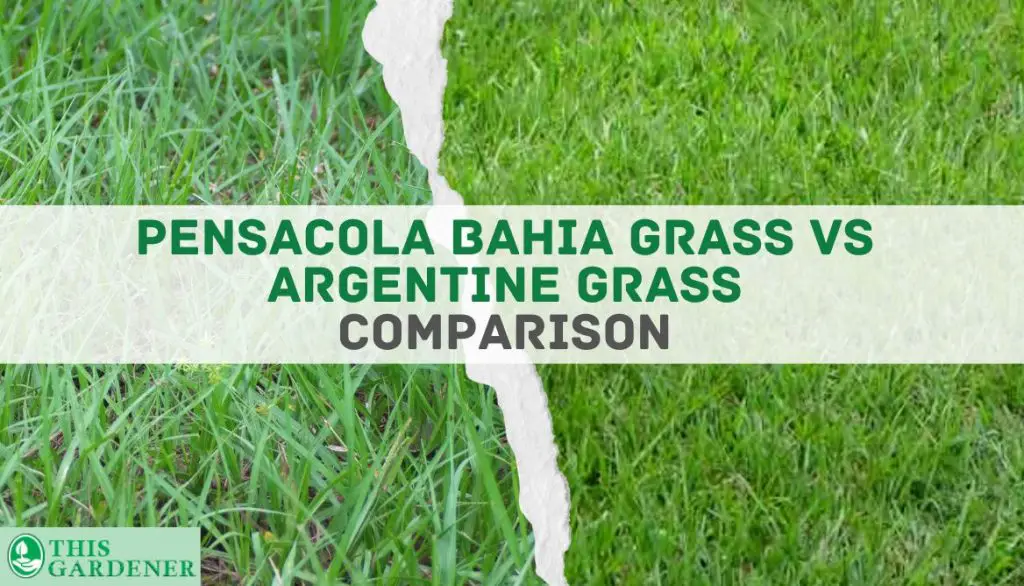 Comparing Pensacola Bahia and Argentine Pasture Grass