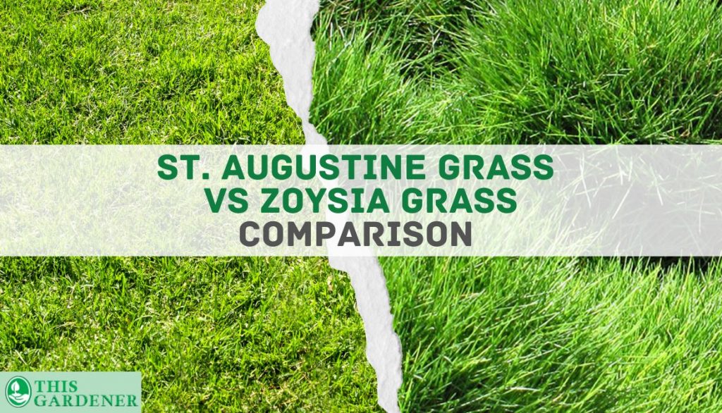 Comparing St Augustine vs Zoysia grass