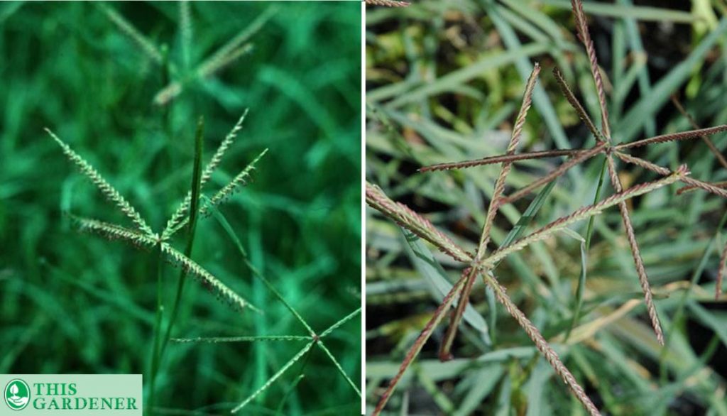 Couch Grass