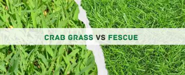 Crab grass vs Fescue
